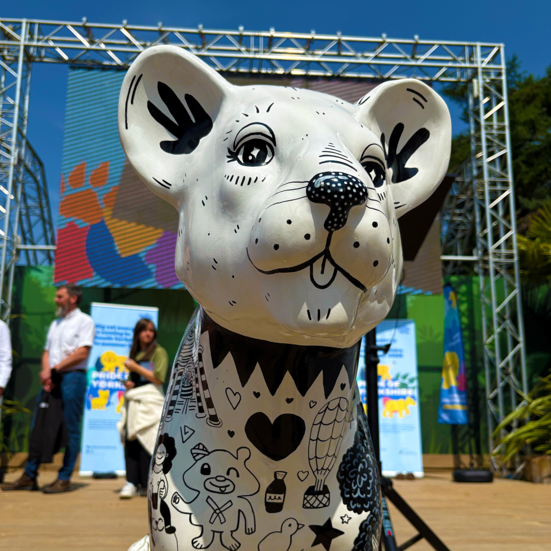 A cub in the Pride of Yorkshire trail